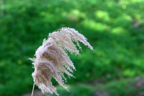 Vent Secoue Les Oreilles Des Céréales — Photo