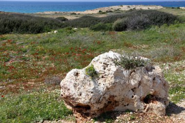 Israil 'in kuzeyinde Akdeniz kıyısında taşlar 