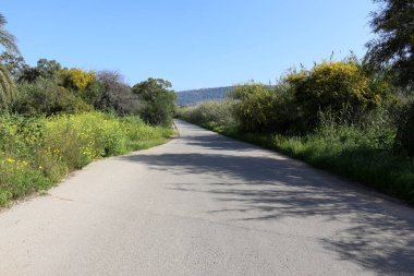 Israil eyaletinin kuzeyinde orman yolu 