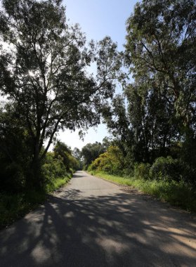 Israil eyaletinin kuzeyinde orman yolu 