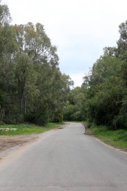 Israil eyaletinin kuzeyinde orman yolu 