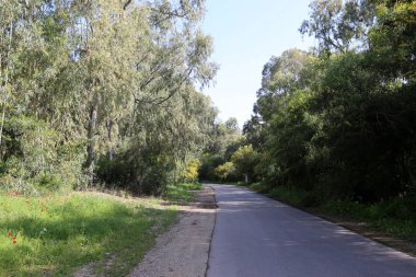 Israil eyaletinin kuzeyinde orman yolu 