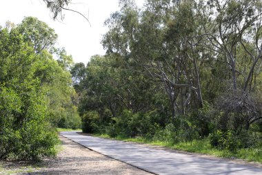 Israil eyaletinin kuzeyinde orman yolu 