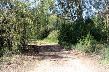 Israil eyaletinin kuzeyinde orman yolu 