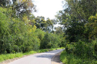 Israil eyaletinin kuzeyinde orman yolu 