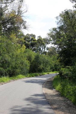 Israil eyaletinin kuzeyinde orman yolu 