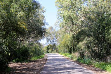 Israil eyaletinin kuzeyinde orman yolu 
