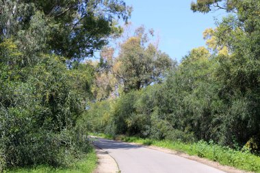 Israil eyaletinin kuzeyinde orman yolu 