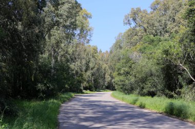 Israil eyaletinin kuzeyinde orman yolu 