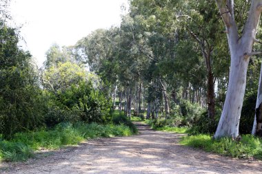 Israil eyaletinin kuzeyinde orman yolu 