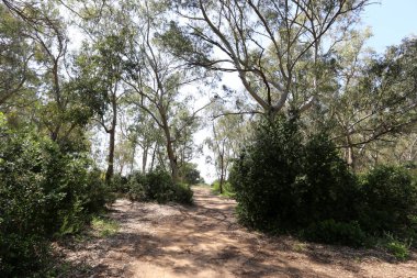 Israil eyaletinin kuzeyinde orman yolu 