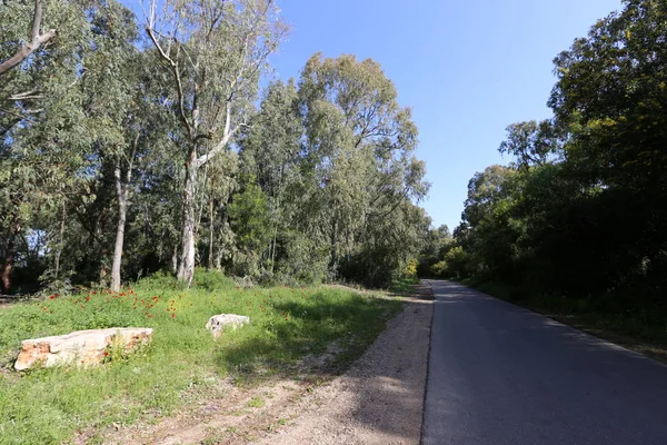 Strada Forestale Nel Nord Dello Stato Israele — Foto Stock