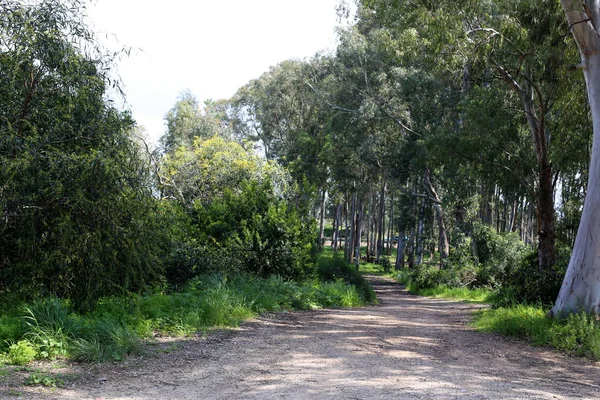 Forest Road Het Noorden Van Staat Israël — Stockfoto