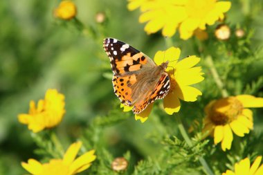 üzerinde sarı bir çiçek kelebek oturur 