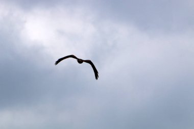 Bulutlar ve bulutlar gökyüzünde 