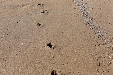 Kumdaki Akdeniz kıyısında 