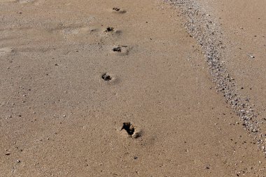 Kumdaki Akdeniz kıyısında 