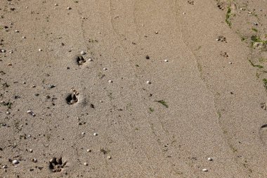 Kumdaki Akdeniz kıyısında 