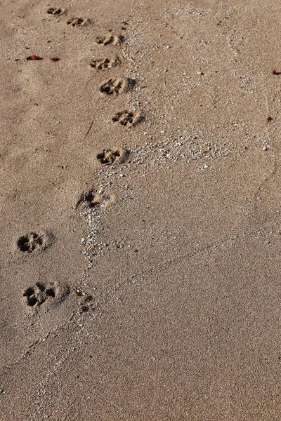 Empreintes Pas Dans Sable Sur Les Rives Méditerranée — Photo