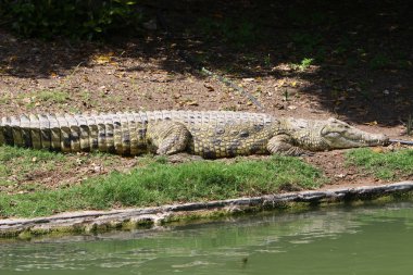 nehir kıyısında kreş Hamat Gader Kuzey İsrail timsahlar yaşıyor 