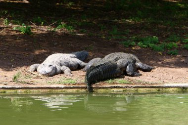 nehir kıyısında kreş Hamat Gader Kuzey İsrail timsahlar yaşıyor 