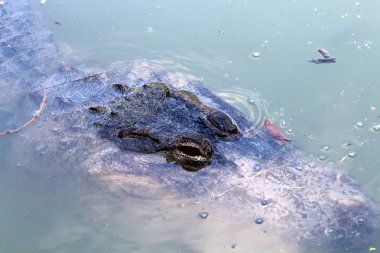nehir kıyısında kreş Hamat Gader Kuzey İsrail timsahlar yaşıyor 