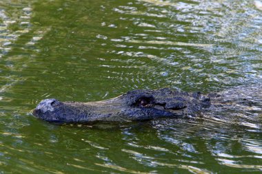 nehir kıyısında kreş Hamat Gader Kuzey İsrail timsahlar yaşıyor 