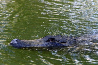 nehir kıyısında kreş Hamat Gader Kuzey İsrail timsahlar yaşıyor 