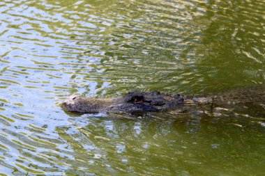 nehir kıyısında kreş Hamat Gader Kuzey İsrail timsahlar yaşıyor 