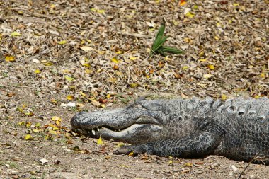nehir kıyısında kreş Hamat Gader Kuzey İsrail timsahlar yaşıyor 