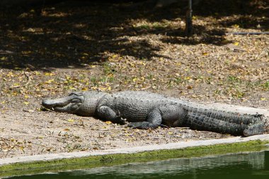 nehir kıyısında kreş Hamat Gader Kuzey İsrail timsahlar yaşıyor 
