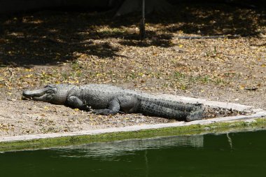 nehir kıyısında kreş Hamat Gader Kuzey İsrail timsahlar yaşıyor 
