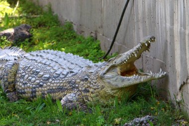 nehir kıyısında kreş Hamat Gader Kuzey İsrail timsahlar yaşıyor 