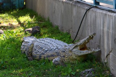 nehir kıyısında kreş Hamat Gader Kuzey İsrail timsahlar yaşıyor 