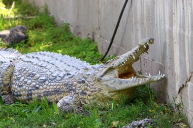 nehir kıyısında kreş Hamat Gader Kuzey İsrail timsahlar yaşıyor 