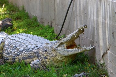 nehir kıyısında kreş Hamat Gader Kuzey İsrail timsahlar yaşıyor 