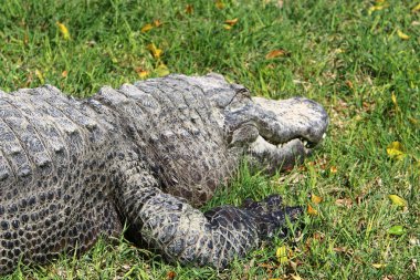 nehir kıyısında kreş Hamat Gader Kuzey İsrail timsahlar yaşıyor 