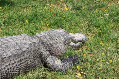 nehir kıyısında kreş Hamat Gader Kuzey İsrail timsahlar yaşıyor 