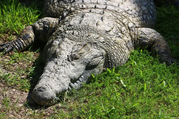 Crocodilos Vivem Margem Rio Berçário Hamat Gader Norte Israel — Fotografia de Stock