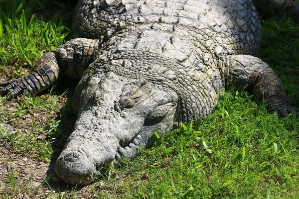 Krokodyle Żyją Brzegu Rzeki Przedszkolu Hamat Gader Północnym Izraelu — Zdjęcie stockowe