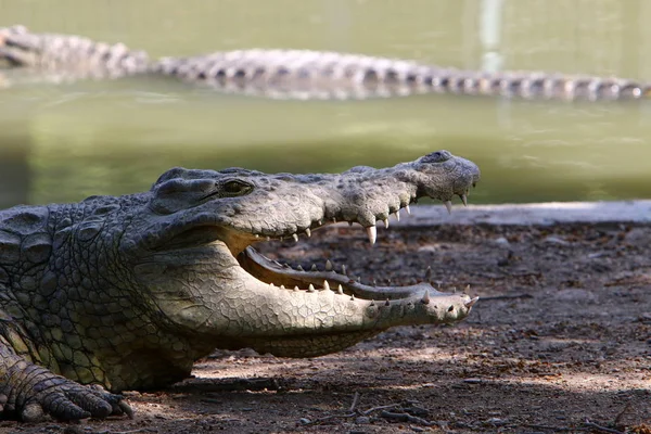 Crocodiles Vivent Sur Rive Rivière Dans Pépinière Hamat Gader Dans — Photo