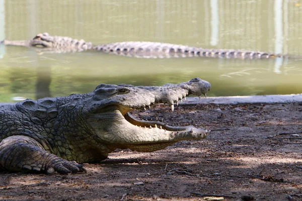 Crocodiles Vivent Sur Rive Rivière Dans Pépinière Hamat Gader Dans — Photo