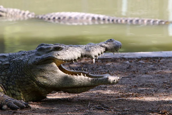 Cocodrilos Viven Orilla Del Río Vivero Hamat Gader Norte Israel — Foto de Stock