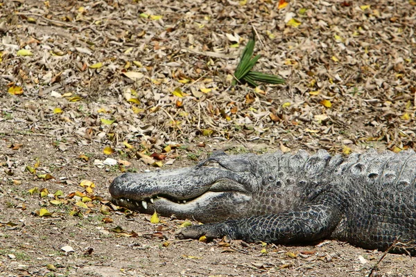 nehir kıyısında kreş Hamat Gader Kuzey İsrail timsahlar yaşıyor 