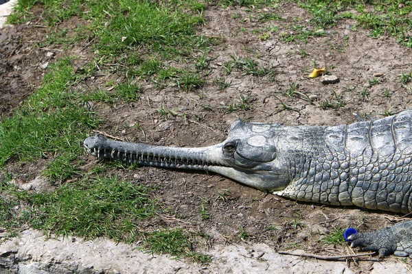 Krokodyle Żyją Brzegu Rzeki Przedszkolu Hamat Gader Północnym Izraelu — Zdjęcie stockowe