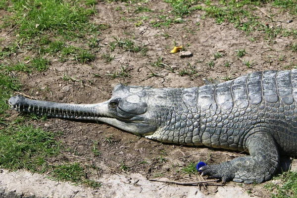 Crocodiles Vivent Sur Rive Rivière Dans Pépinière Hamat Gader Dans — Photo