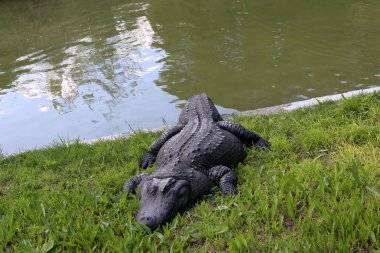 nehir kıyısında kreş Hamat Gader Kuzey İsrail timsahlar yaşıyor 