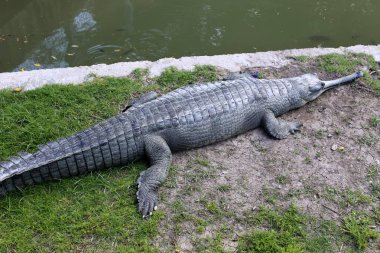 nehir kıyısında kreş Hamat Gader Kuzey İsrail timsahlar yaşıyor 