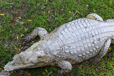 nehir kıyısında kreş Hamat Gader Kuzey İsrail timsahlar yaşıyor 