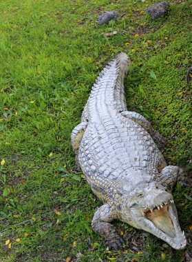nehir kıyısında kreş Hamat Gader Kuzey İsrail timsahlar yaşıyor 